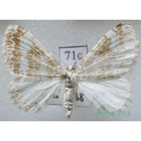 Perizoma flavofasciata (Thunberg, 1792) Slovakia71c